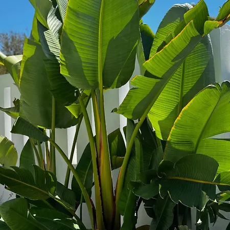 Marbella Bliss - Dream Luxury 4-Bedroom Villa With Exclisive Heated Private Pool & Jacuzzi, Tropical Garden, Marbesa - Steps From The Cabopino Beach Villa